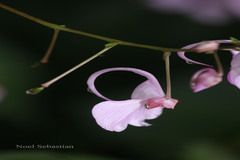Impatiens maculata